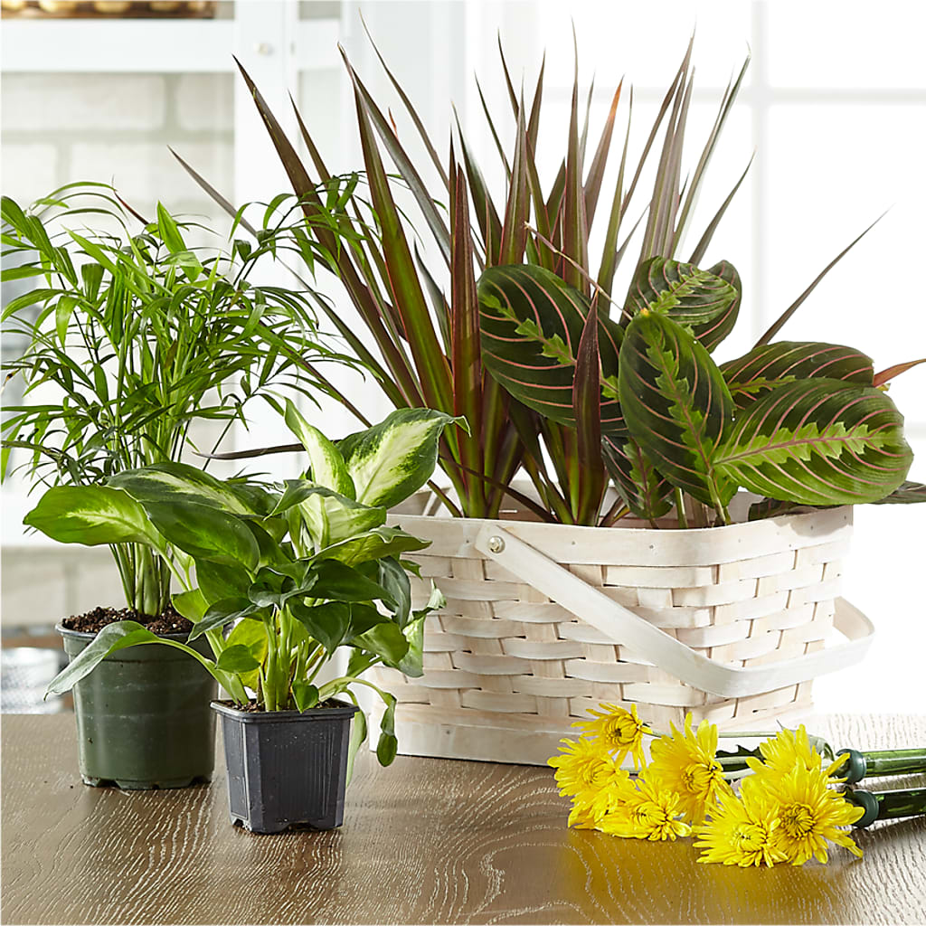 Florist Designed Blooming and Green Plants in a Basket – BRAD'S FLORIST, Paris IL