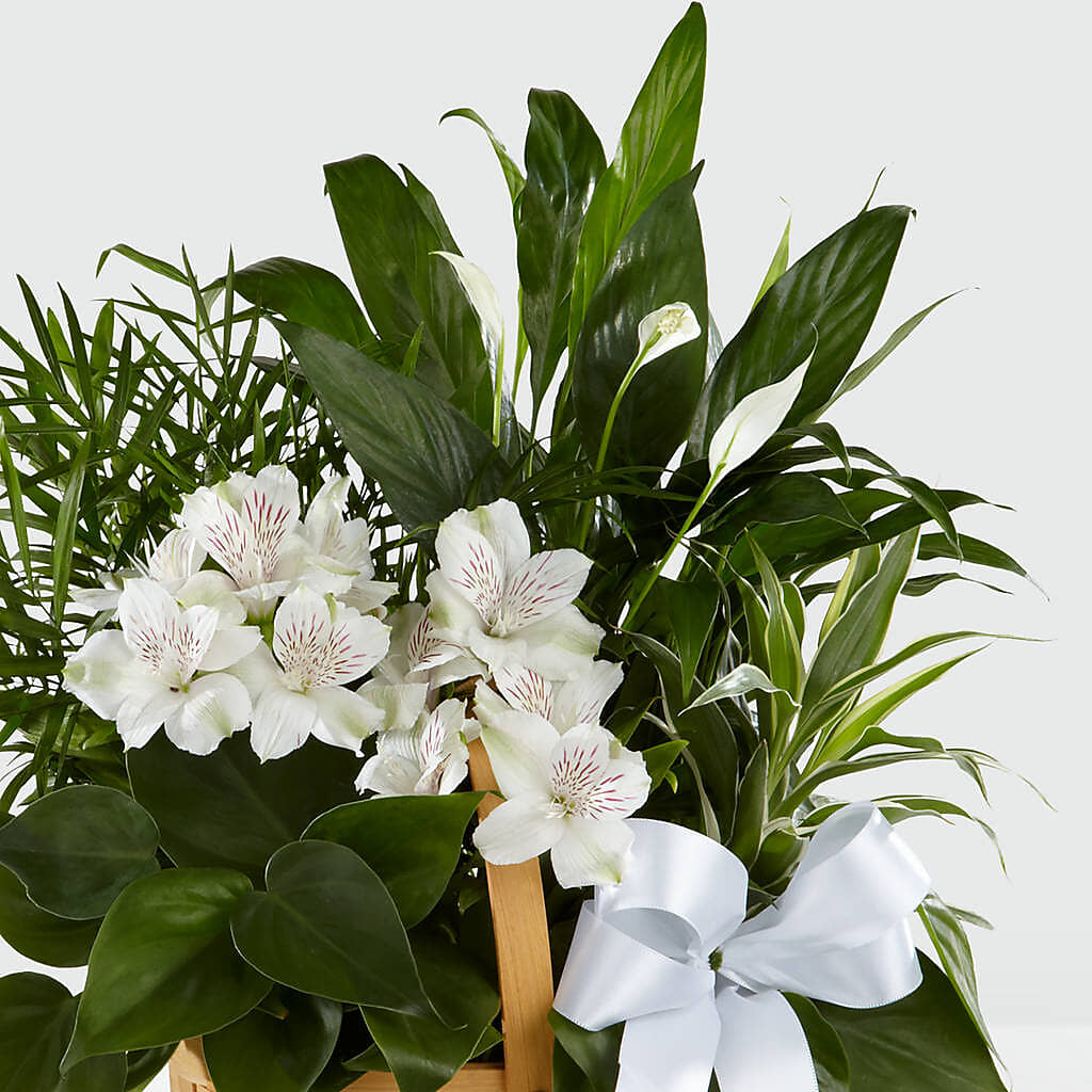 Peace & Serenity Dishgarden – BRAD'S FLORIST, Paris IL