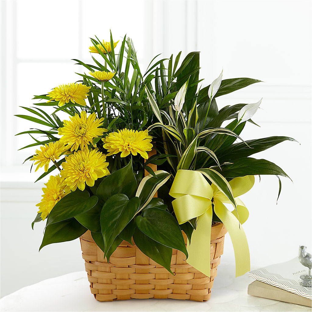 Loving Light Dishgarden – BRAD'S FLORIST, Paris IL