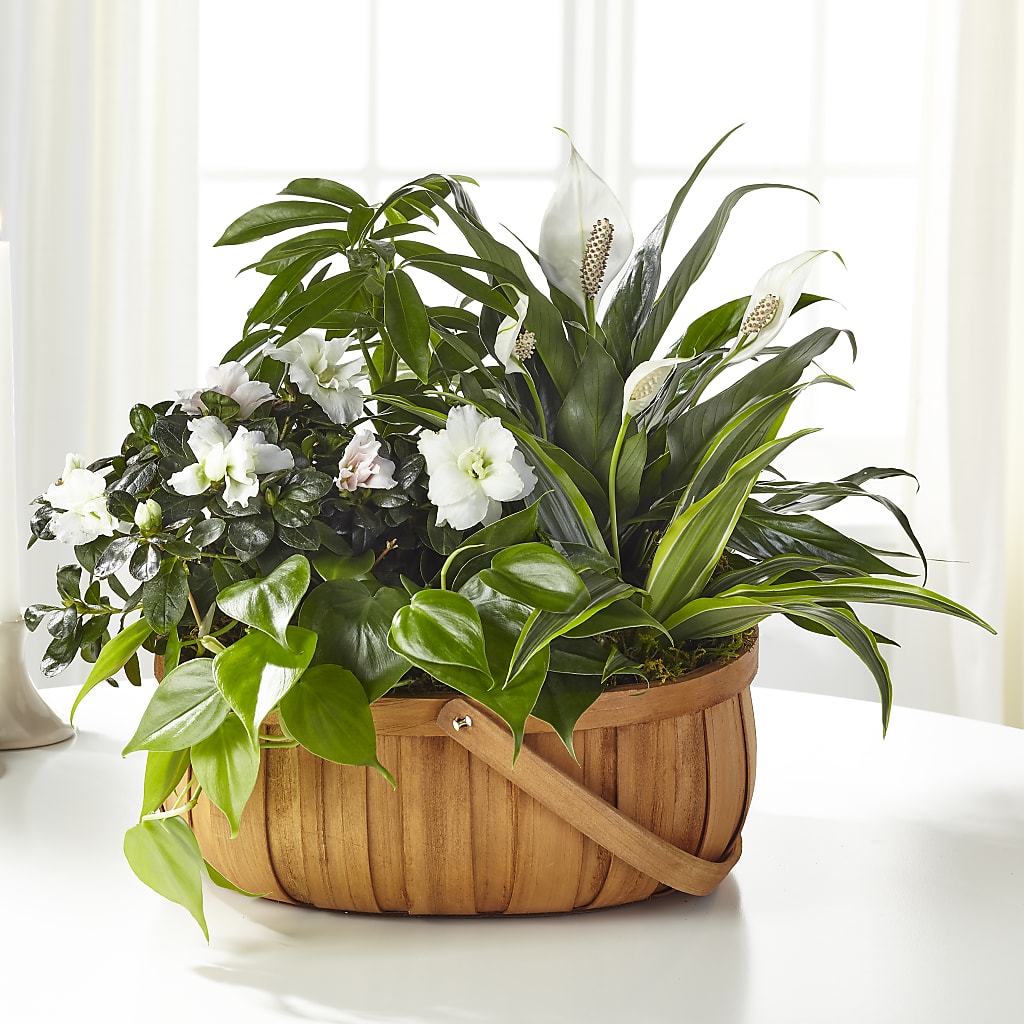 Serene Dishgarden – BRAD'S FLORIST, Paris IL