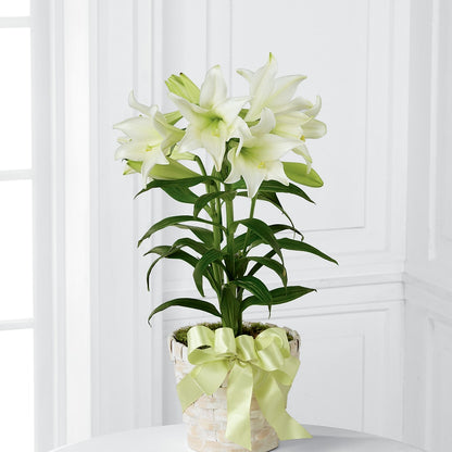 Easter Lily Plant – BRAD'S FLORIST, Paris IL
