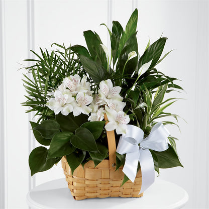 Peace & Serenity Dishgarden – BRAD'S FLORIST, Paris IL