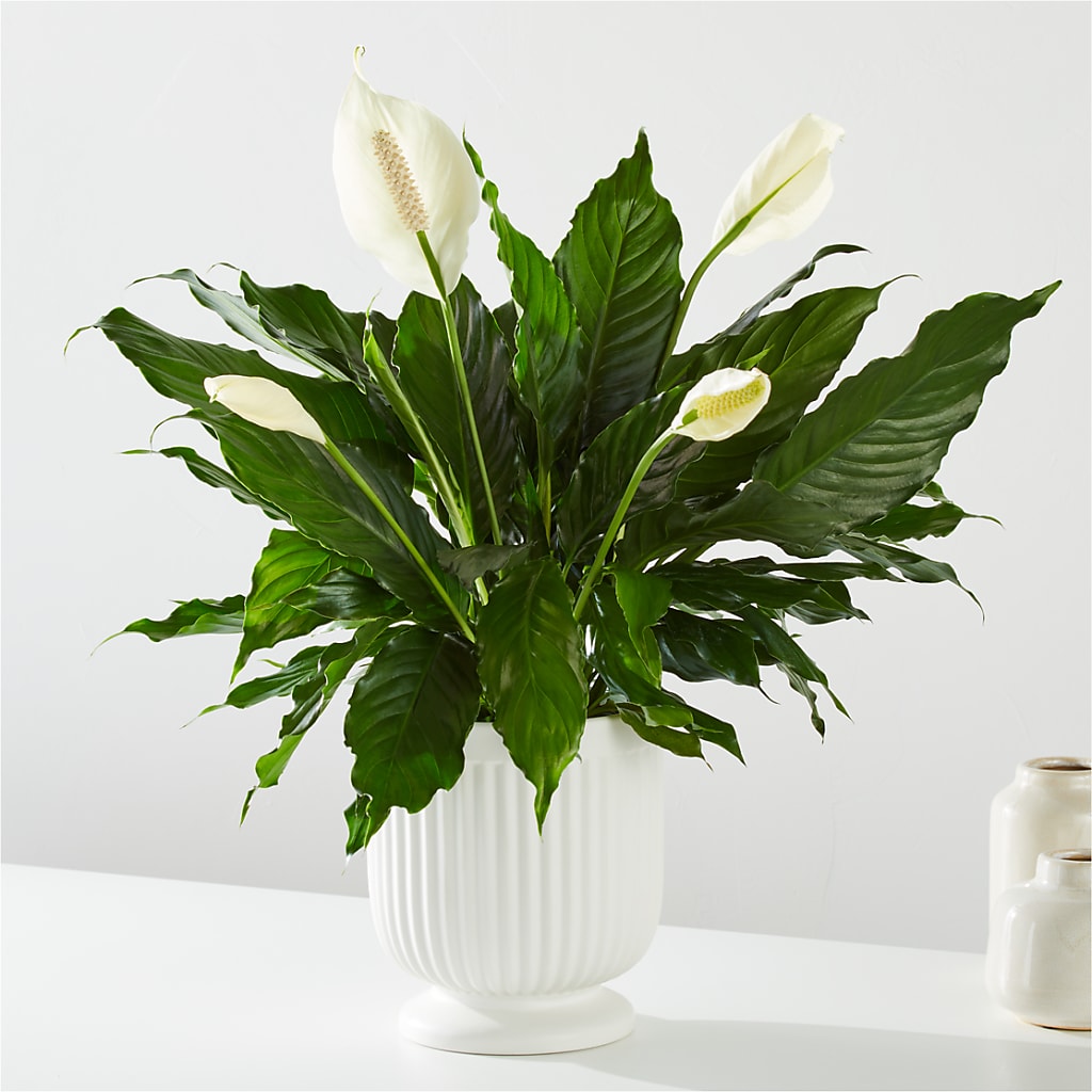 Comfort Planter – BRAD'S FLORIST, Paris IL