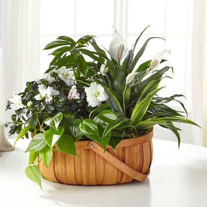 Serene Dishgarden – BRAD'S FLORIST, Paris IL