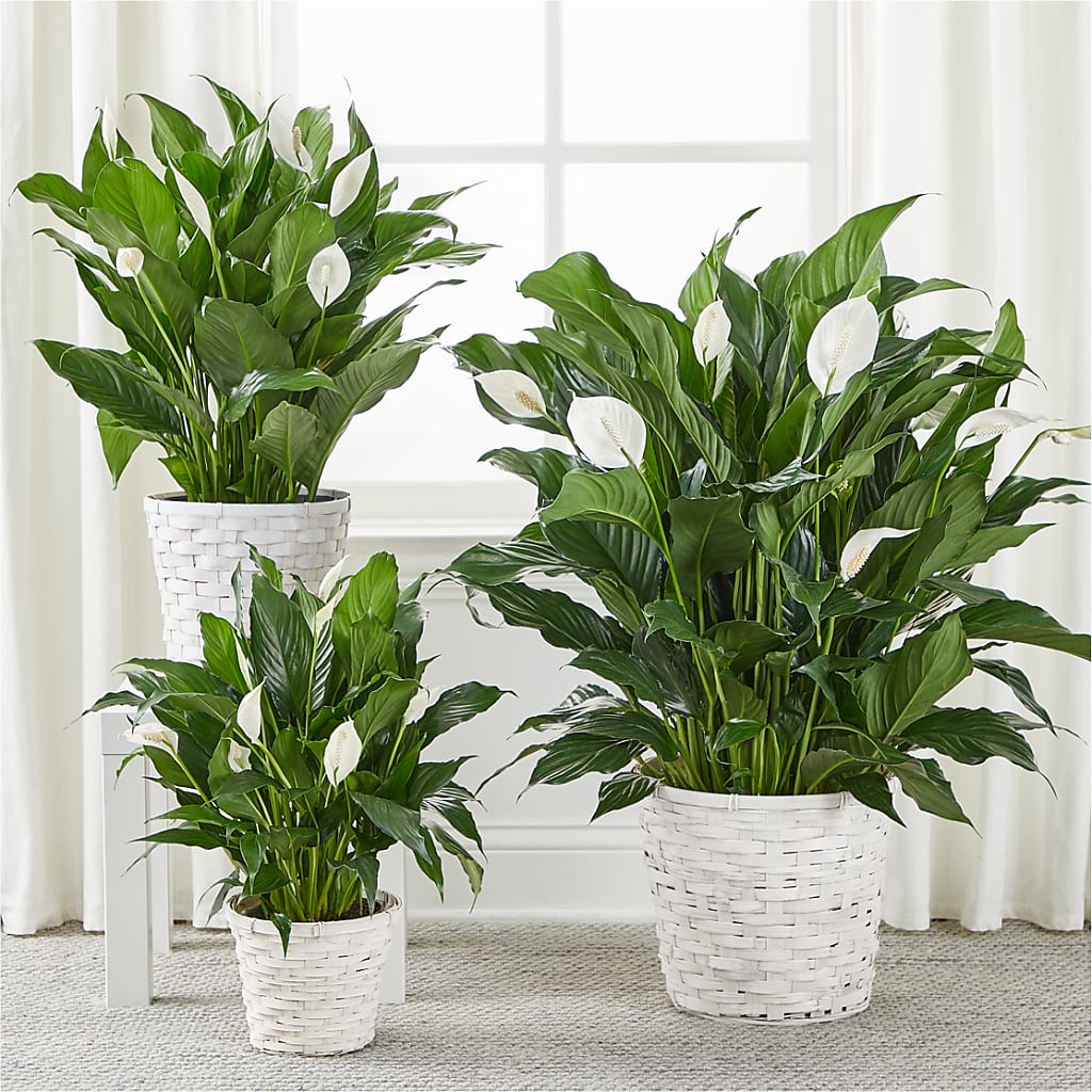 A New Leaf Peace Lily – BRAD'S FLORIST, Paris IL
