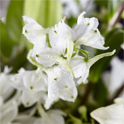 Classic Ivory – A Florist Original – BRAD'S FLORIST, Paris IL